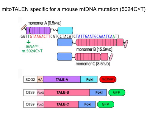 mitoTALEN specific for a mouse mtDNA mutation (5024C>T)